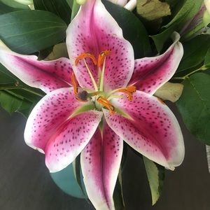 Meet your Posher, Ramiza